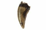 Serrated, Theropod (Raptor) Tooth - Montana #97407-1